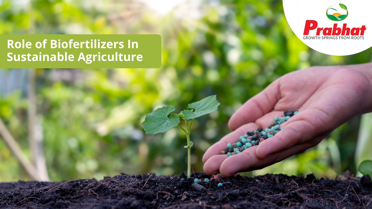 Role Of Biofertilizers In Sustainable Agriculture Prabhat Fertilizer